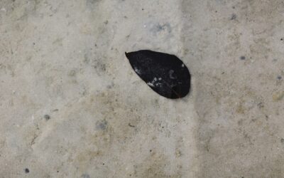 How Pebble Dash Removal Can Boost Your Home’s Curb Appeal